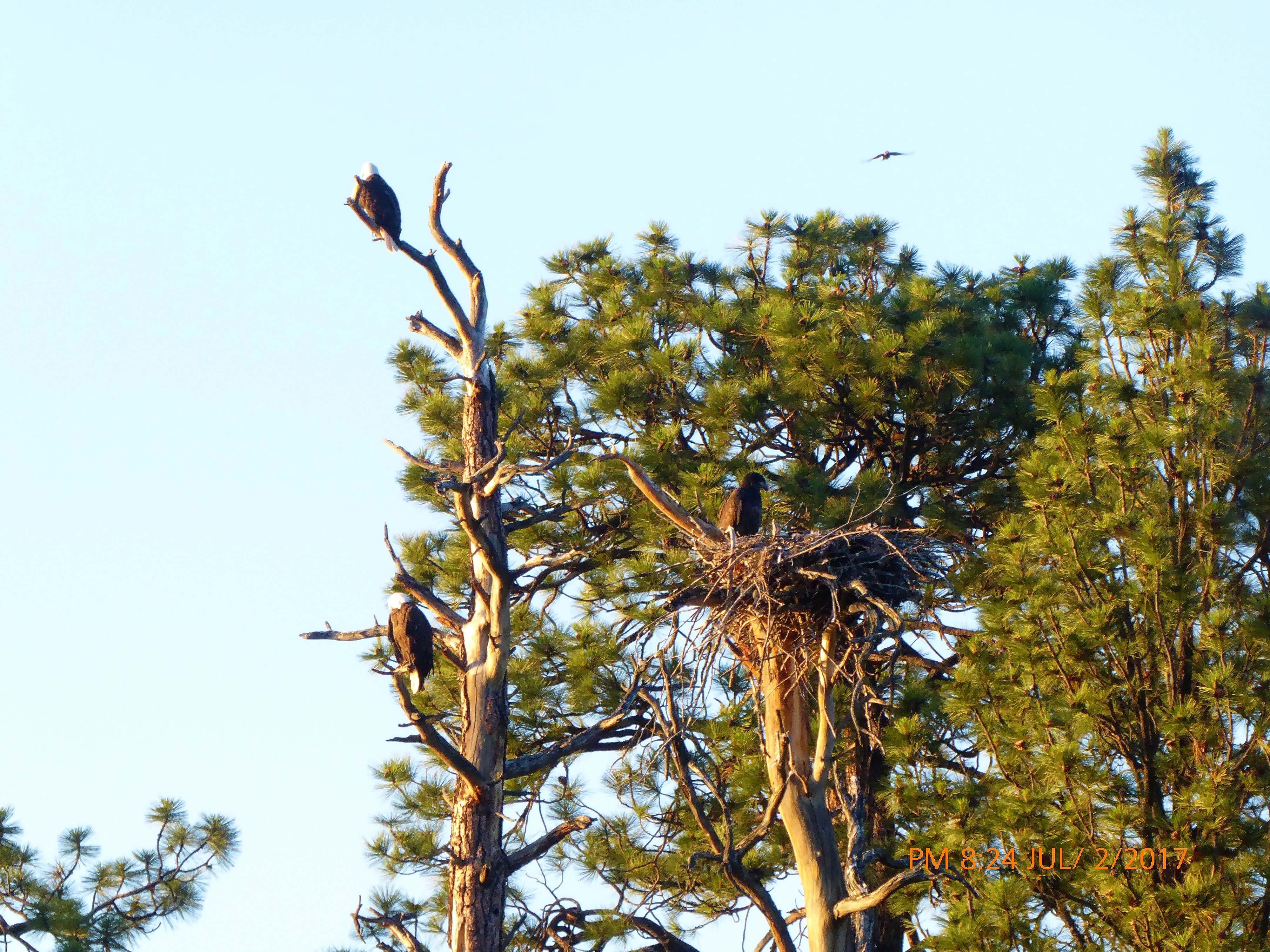 2 adult and 2 fledgling eagles in pine trees